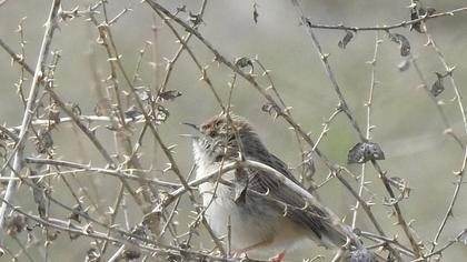 Delicate prinia