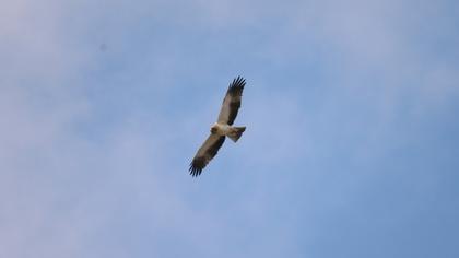 Booted Eagle