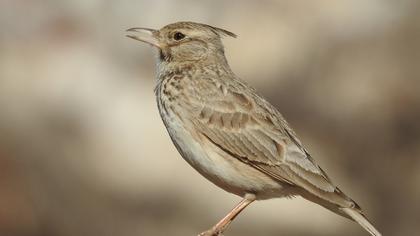 Crested Lark