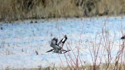 Pied Kingfisher