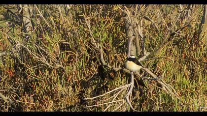 Cyprus Wheatear
