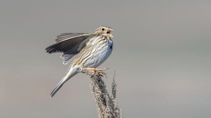 Corn Bunting