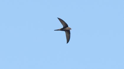 Pallid Swift