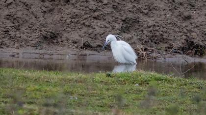 Little Egret