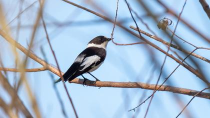 Collared Flycatcher