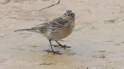 Water Pipit
