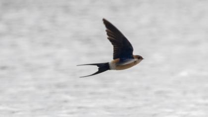 Red-rumped Swallow