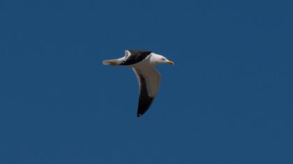 Lesser Black-backed Gull