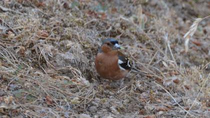 Common Chaffinch