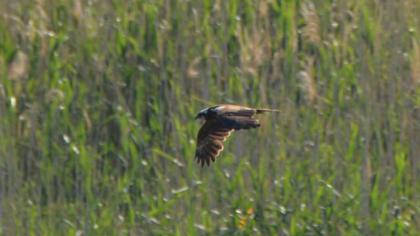 Western Marsh Harrier