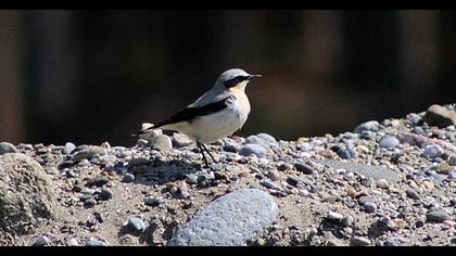 Northern Wheatear