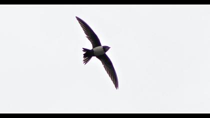 Alpine Swift