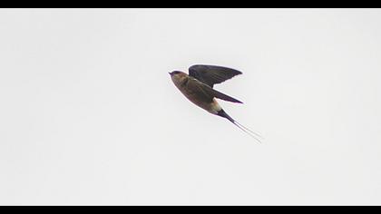 Red-rumped Swallow