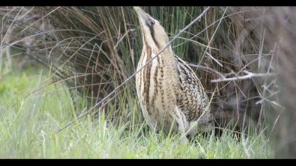 Eurasian Bittern