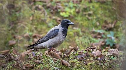 Hooded Crow
