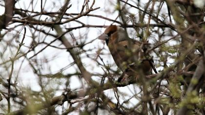 Hawfinch