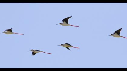 Black-winged Stilt