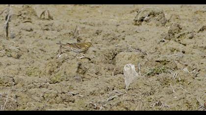 Meadow Pipit