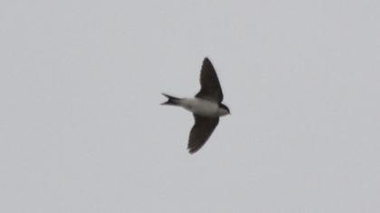 Common House Martin