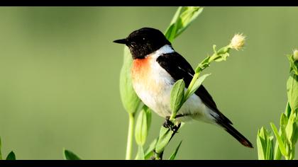 Siberian Stonechat