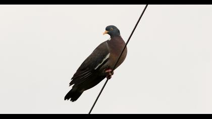 Common Wood Pigeon