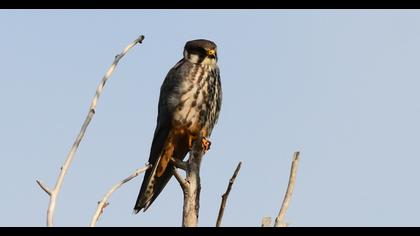 Eurasian Hobby