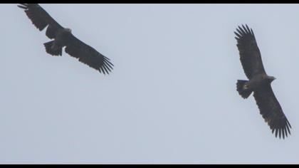 Greater Spotted Eagle