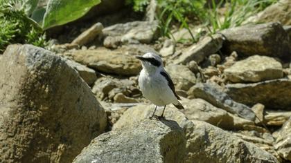 Northern Wheatear