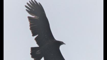 Lesser Spotted Eagle