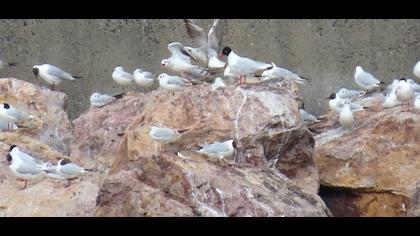Mediterranean Gull