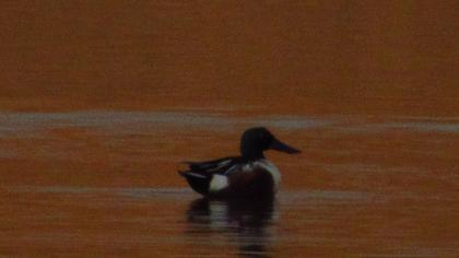Northern Shoveler