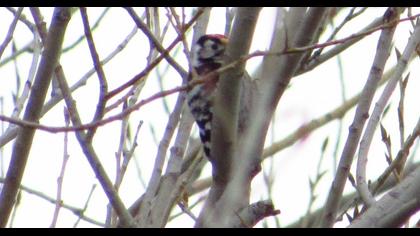 Lesser Spotted Woodpecker