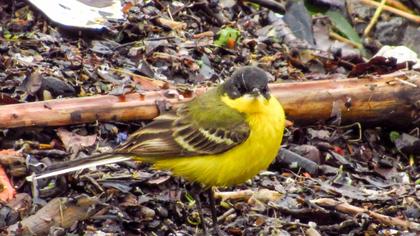 Western Yellow Wagtail
