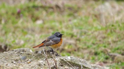 Common Redstart