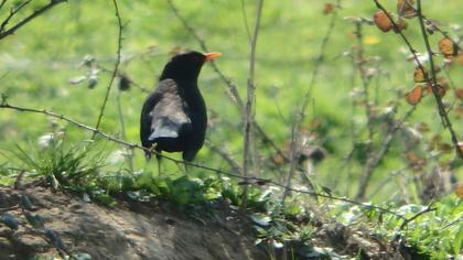 Common Blackbird