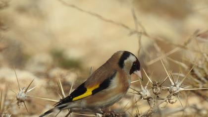 European Goldfinch