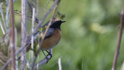 Common Redstart