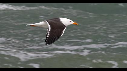 Lesser Black-backed Gull