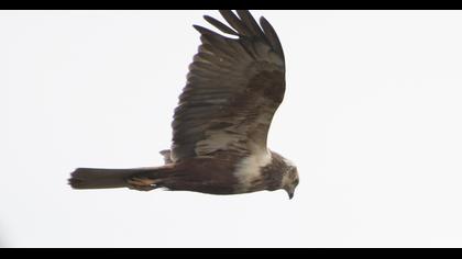Western Marsh Harrier
