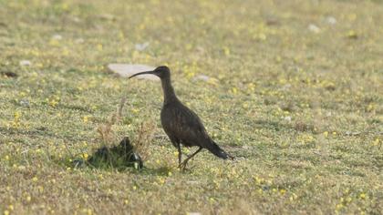 Whimbrel