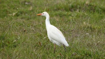 Western Cattle Egret