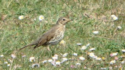 Song Thrush