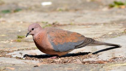 Laughing Dove
