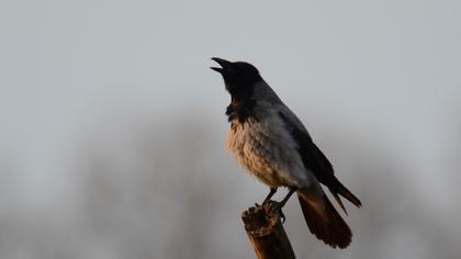 Hooded Crow