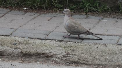 Eurasian Collared Dove