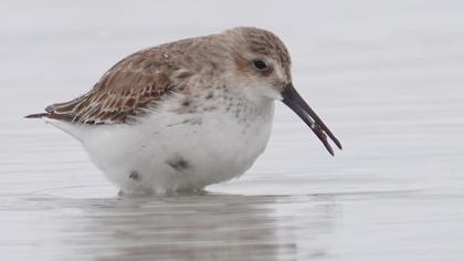 Dunlin