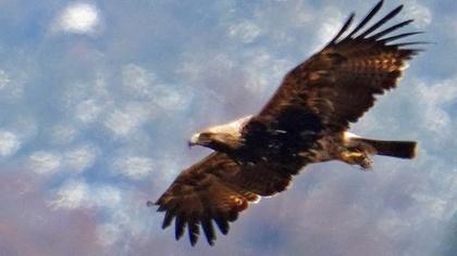 Golden Eagle