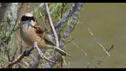 Eurasian Penduline Tit