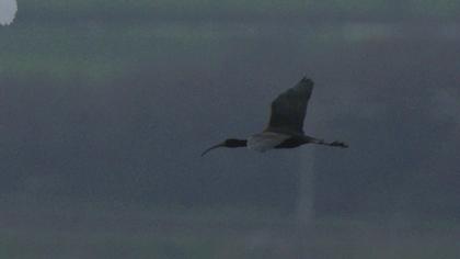 Glossy Ibis