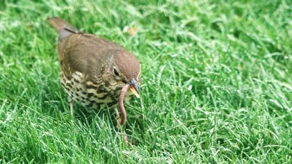 Song Thrush